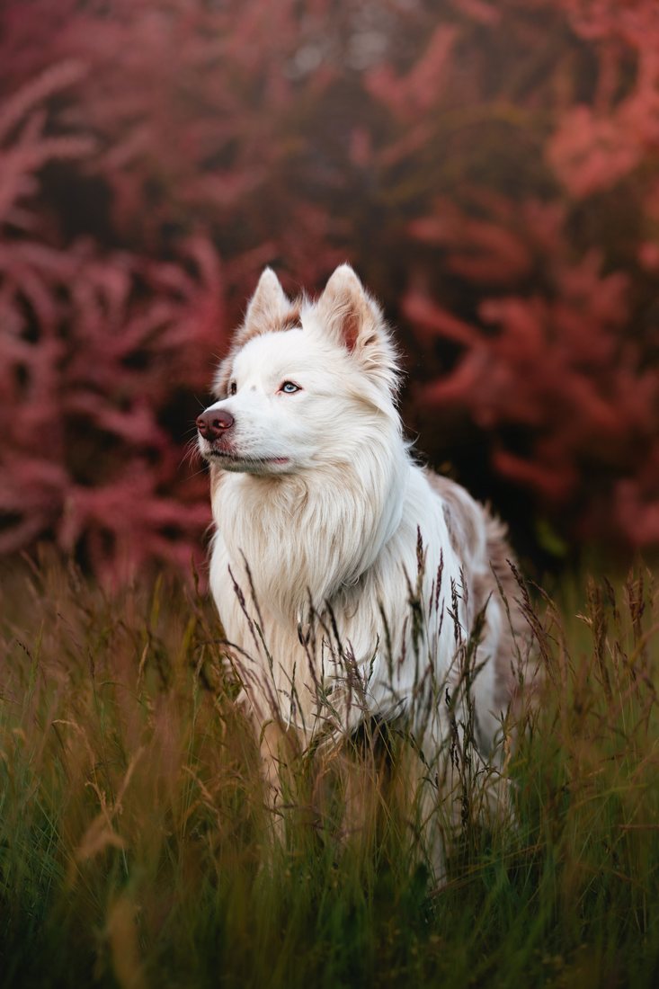 Portret psa z sesji indywidualnej