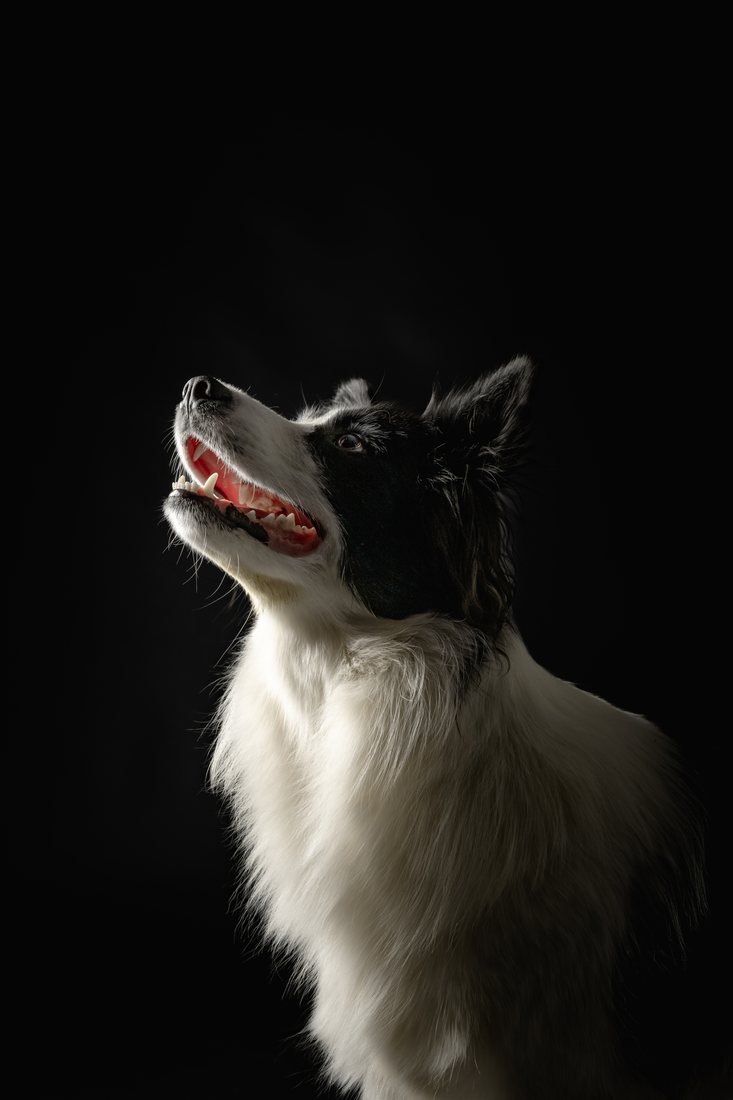Portret psa z sesji indywidualnej