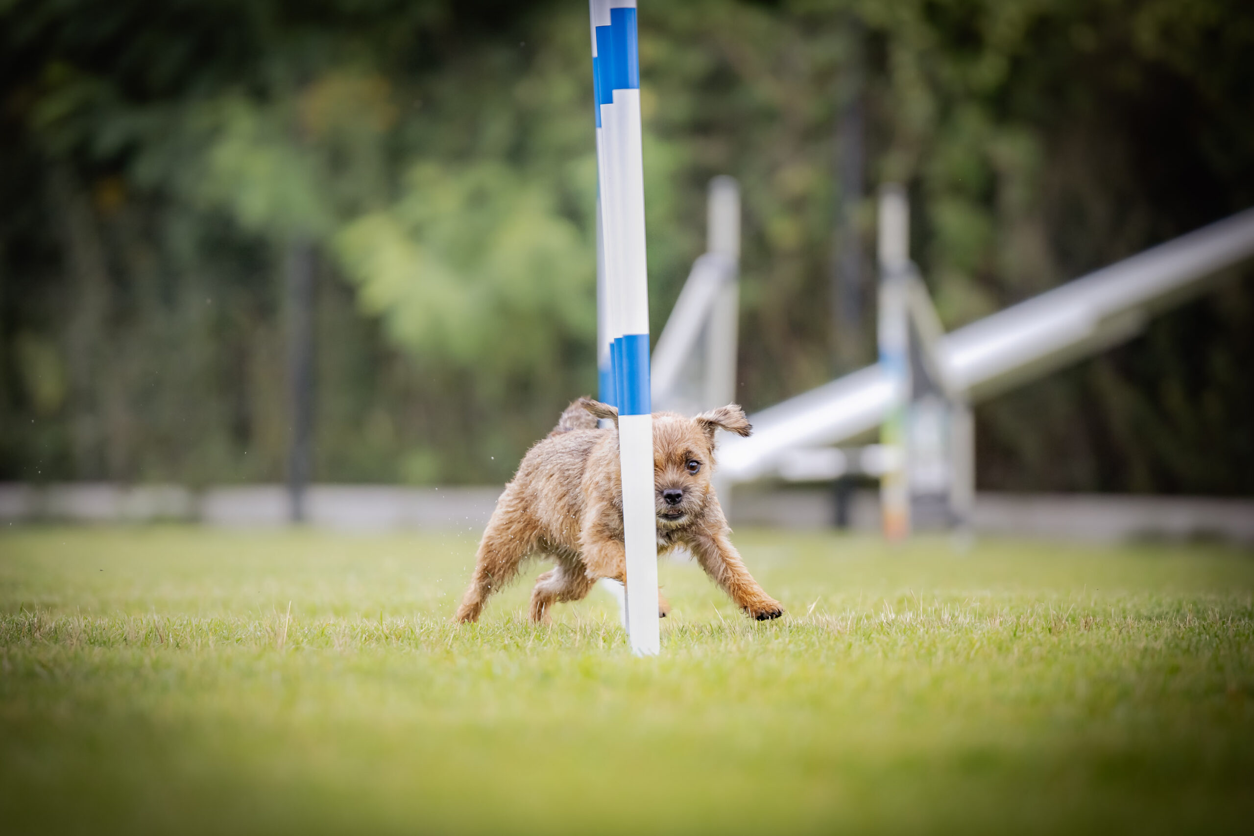 Belteam Summer Agility Cup