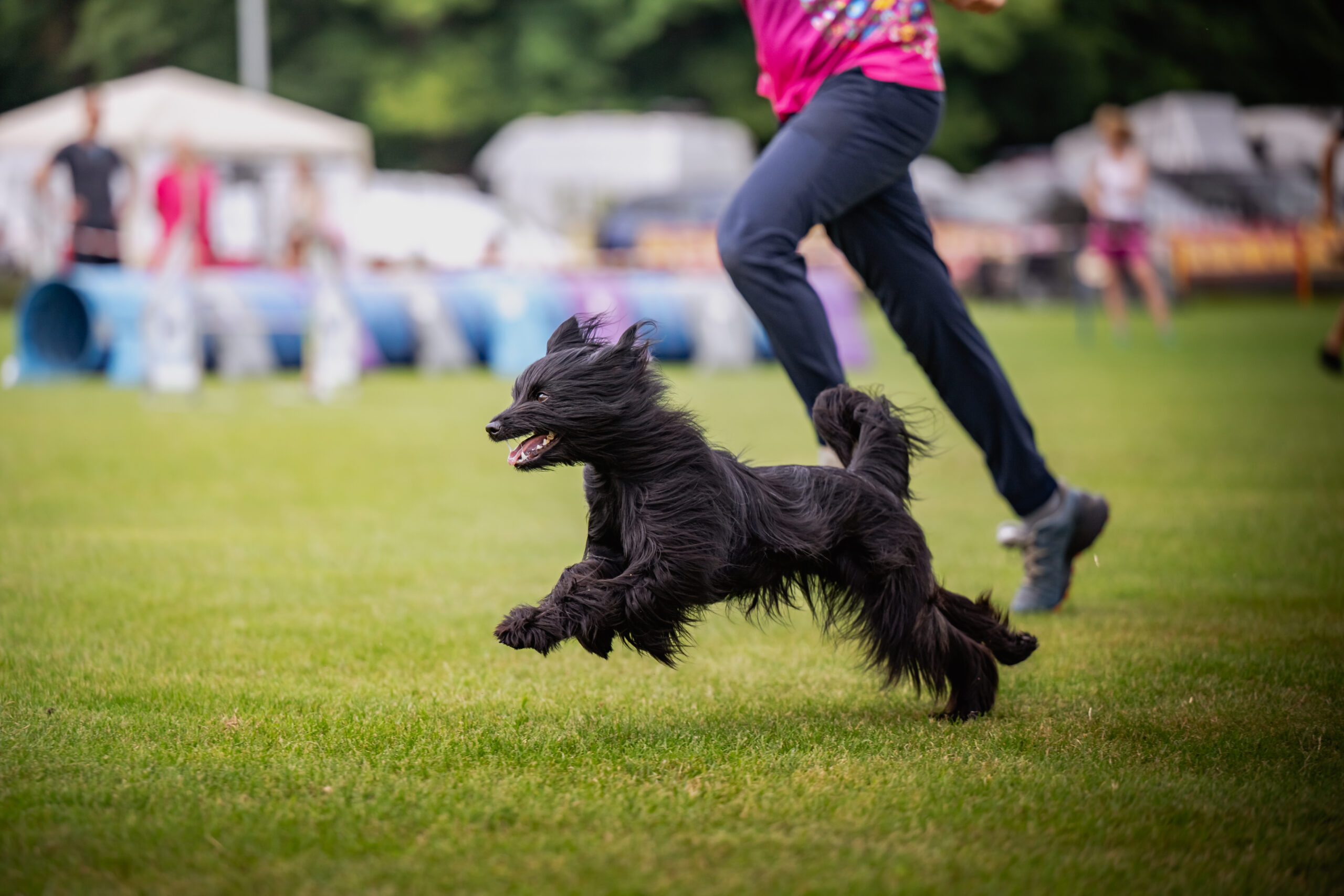 Zawody agility o Wiejską Krowę 2026