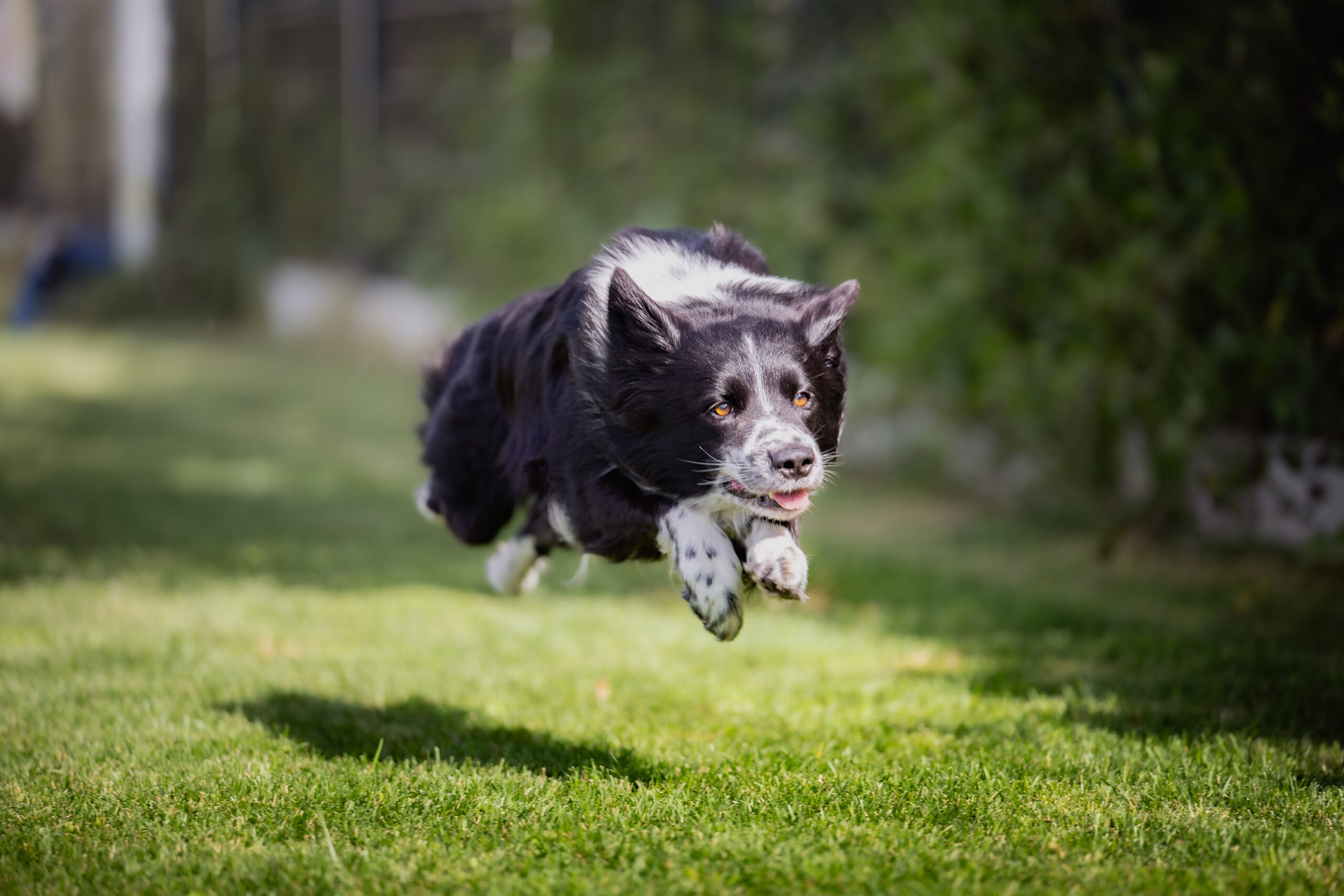 Speed Dog Challenge Wielkopolska